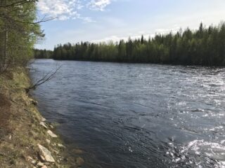 Tontilta avautuu maisema metsän halki virtaavalle joelle. Tontin rannassa kasvaa koivuja.