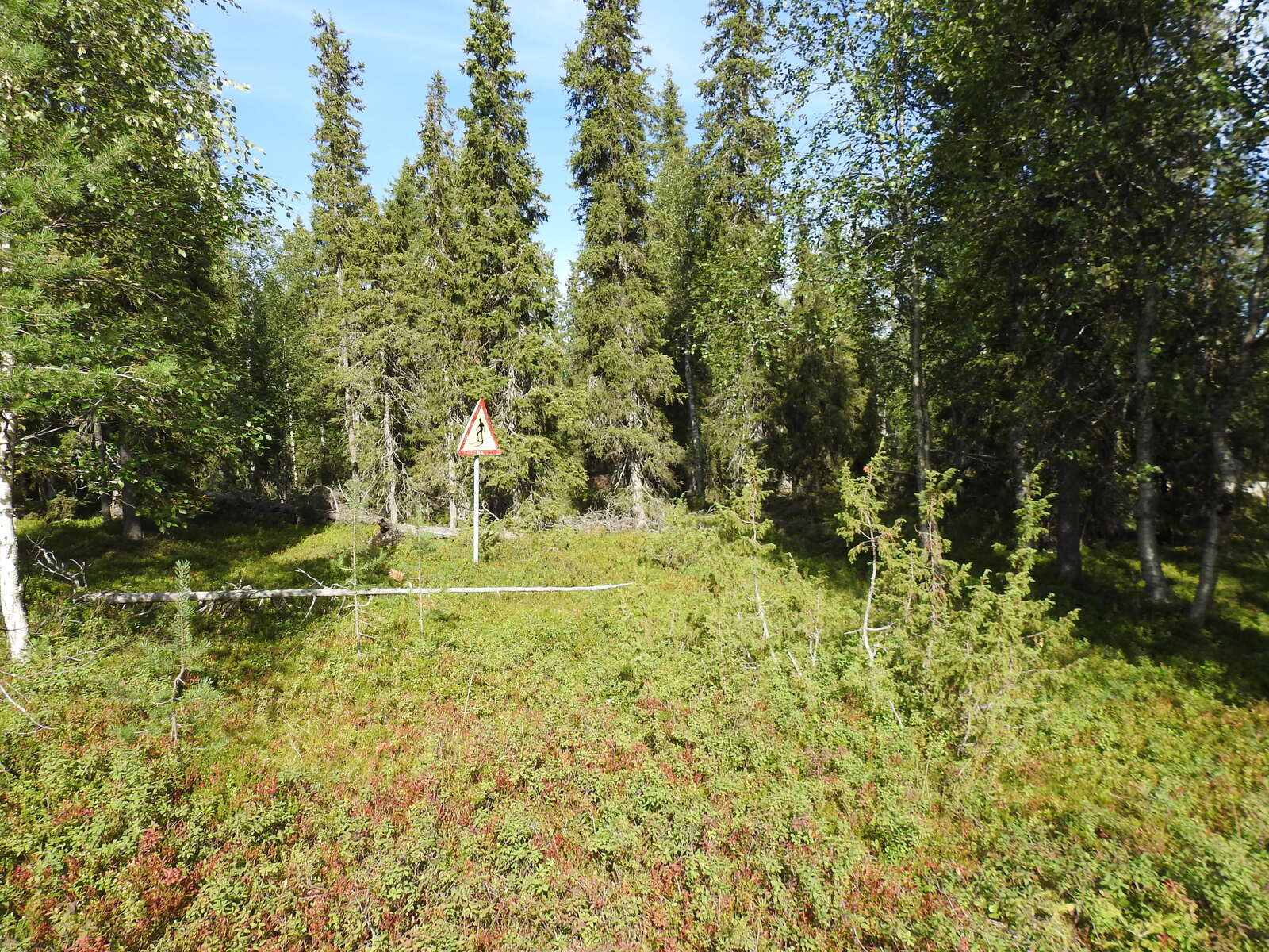 Sekametsässä kasvaa kuusia ja koivuja, takana näkyy  liikennemerkki.