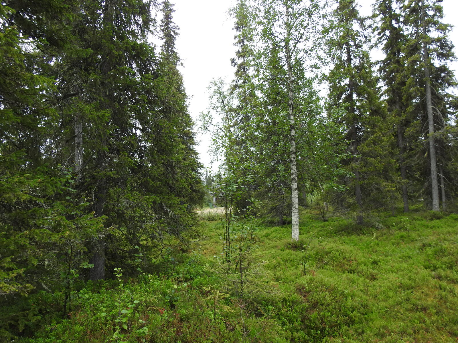 Tiheässä kuusivaltaisessa metsässä kasvaa myös koivuja. Takana pilkistää tie.