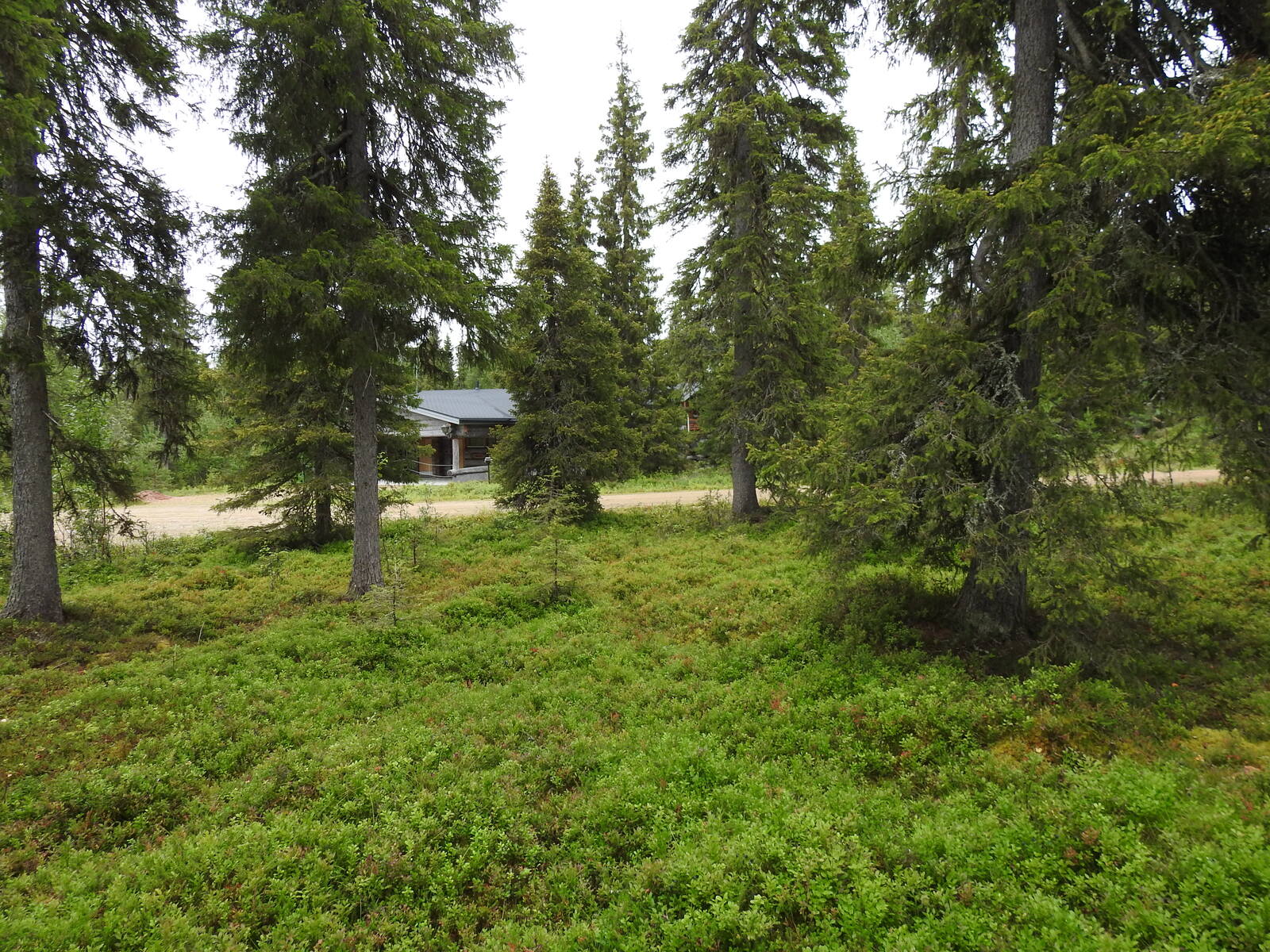 Kuusten takana pilkottaa tie, jonka toisella puolella on hirsimökki.