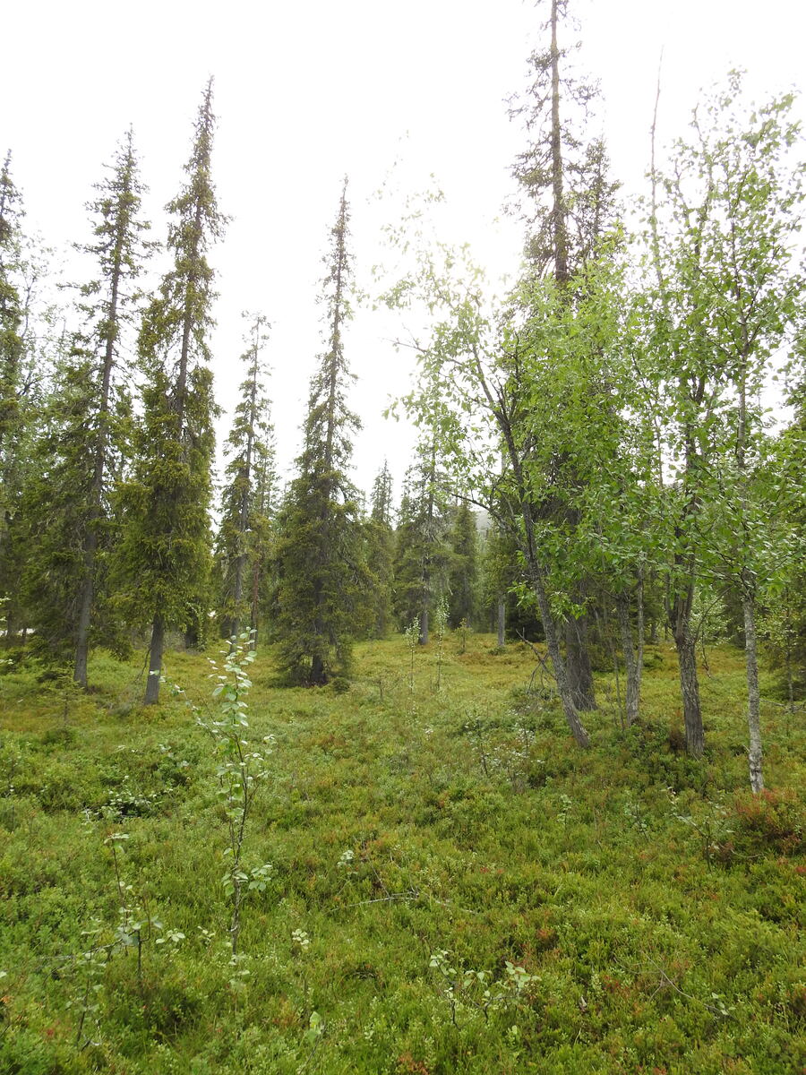 Tontilla kasvaa sekametsää, maapohjassa kasvaa runsaasti mustikanvarpua.