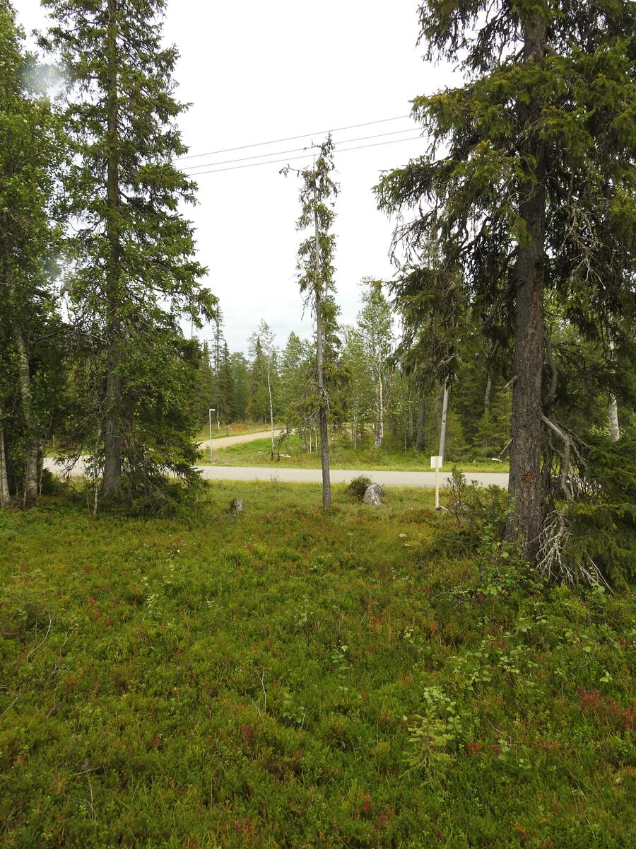 Havupuuvaltaisen sekametsän takana näkyy tie.