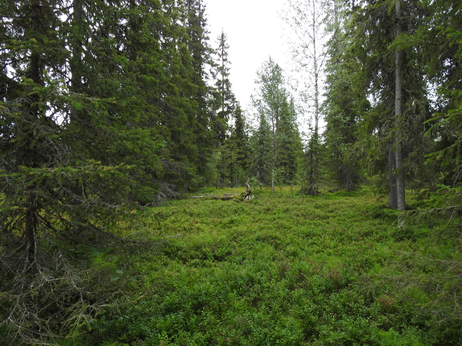 Kesäinen metsä, jossa kasvaa koivuja ja kuusia.