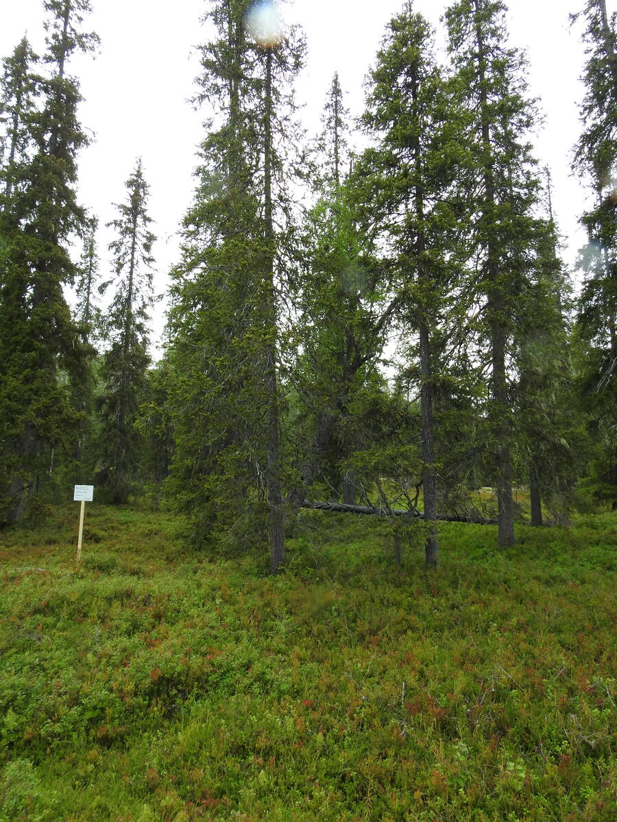 Vehreän kuusivaltaisen metsän kenttäkerroksessa kasvaa mustikanvarpuja. Kuvassa näkyy tonttitaulu..