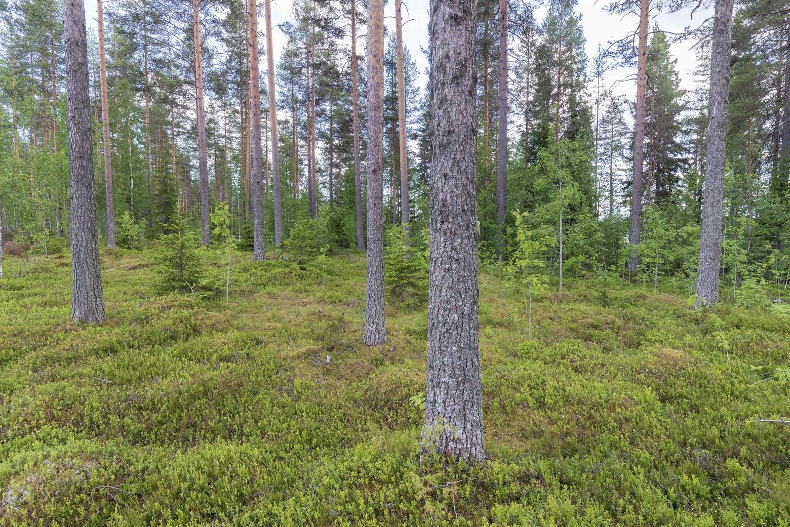 Mäntyvaltaisessa metsässä kasvaa myös nuoria kuusia ja lehtipuita.