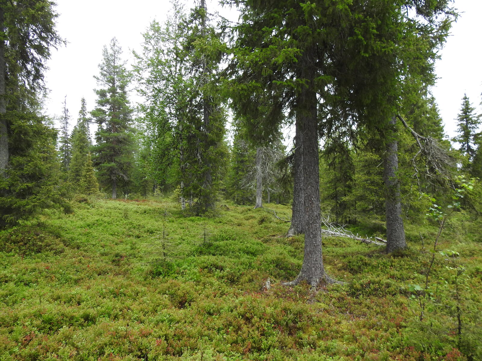 Metsän kenttäkerroksessa kasvaa mustikkaa.