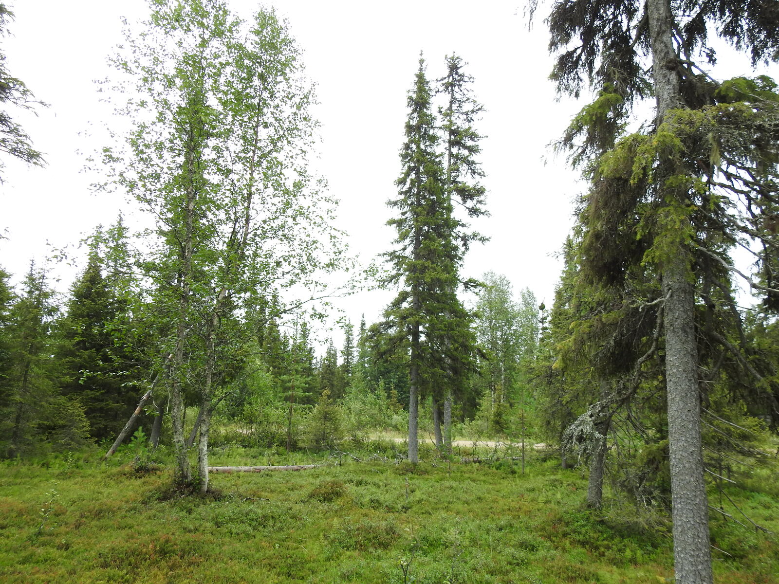 Kuusivaltaisen metsän keskellä on vanha kaatunut kuusi, jonka kanto on haljennut.