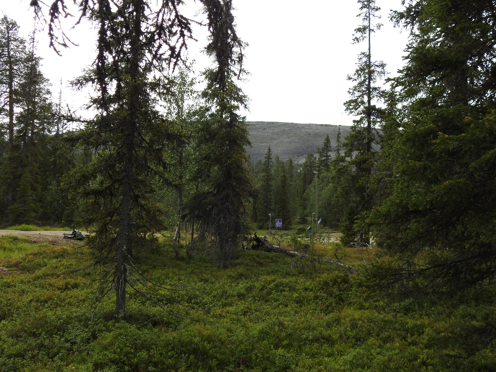 Kuusivaltaisen metsän takana kohoaa rakkakivinen tunturi Ukko-Luosto.