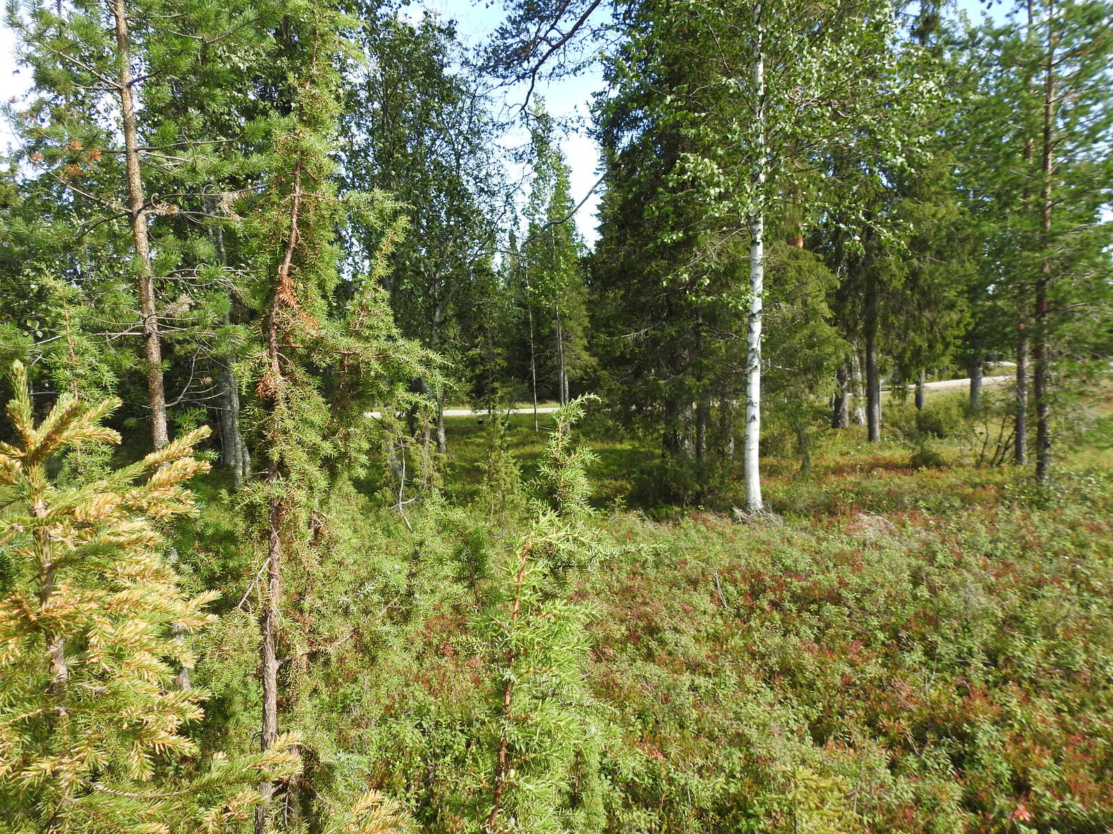 Sekametsässä kasvaa kuusia ja koivuja, takana näkyy tie.