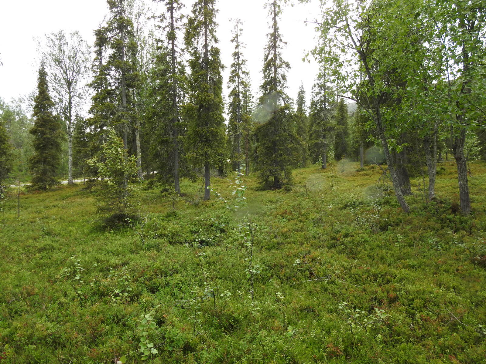 Tontilla kasvaa sekametsää, maapohjassa kasvaa runsaasti mustikanvarpua.