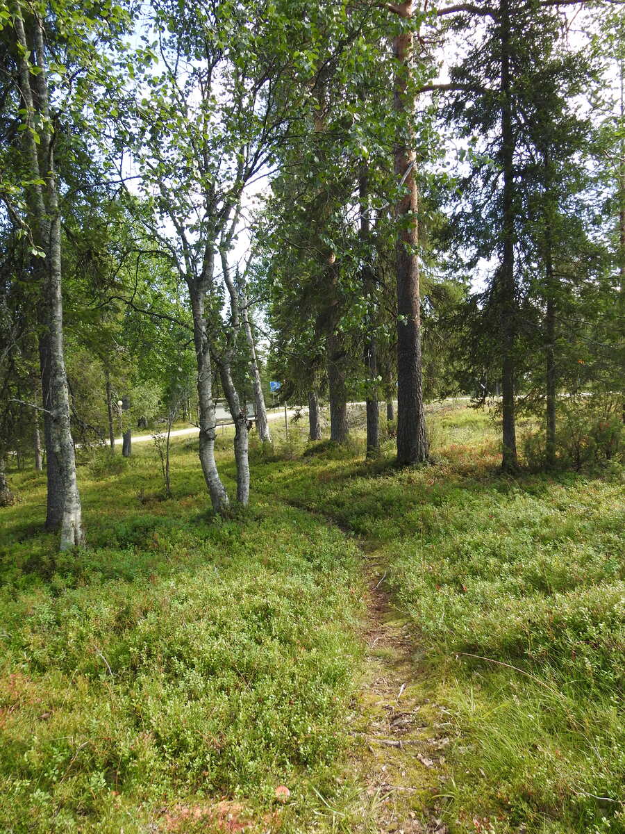 Sekametsässä mustikanvarpujen katvessa on polku.