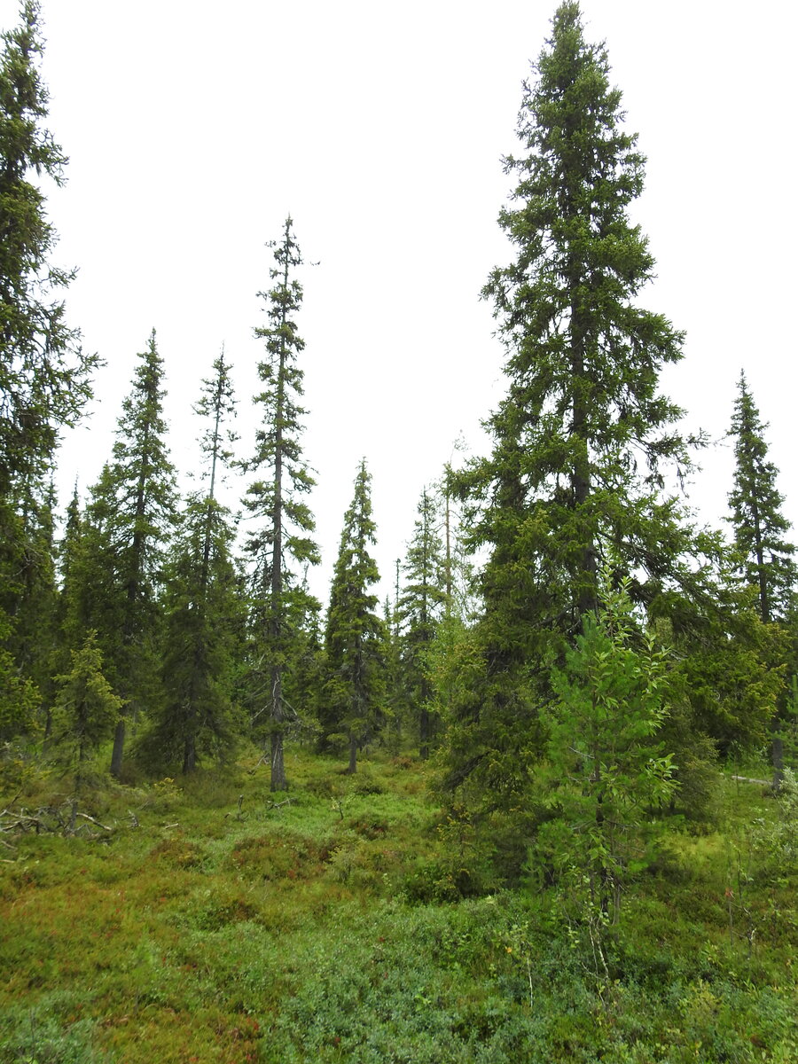 Kuusivaltaisen metsän keskellä on vanha kaatunut kuusi, jonka kanto on haljennut.