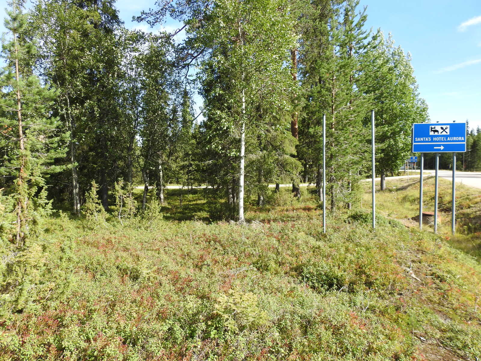 Sekametsässä kasvaa kuusia ja koivuja, takana näkyy tie ja liikennemerkki.