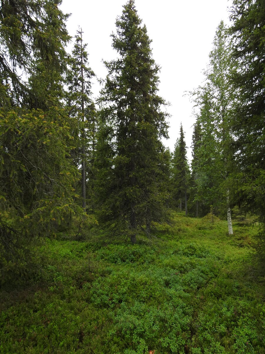 Tiheässä kuusivaltaisessa metsässä kasvaa myös koivuja.