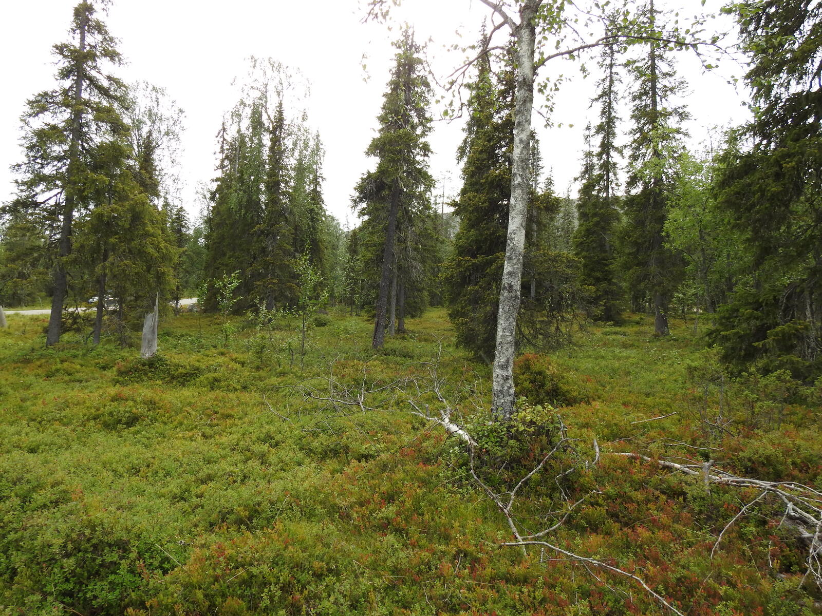 Havupuuvaltaisessa sekametsässä on koivu.