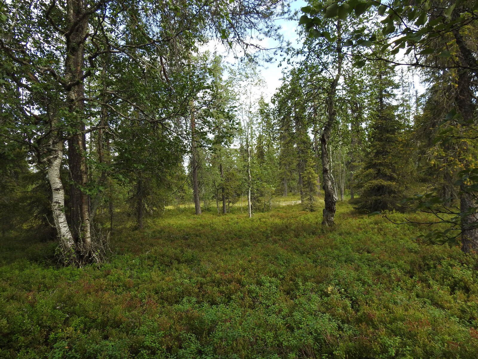 Havupuuvaltaisessa metsässä kasvaa runsaasti mustikanvarpuja.