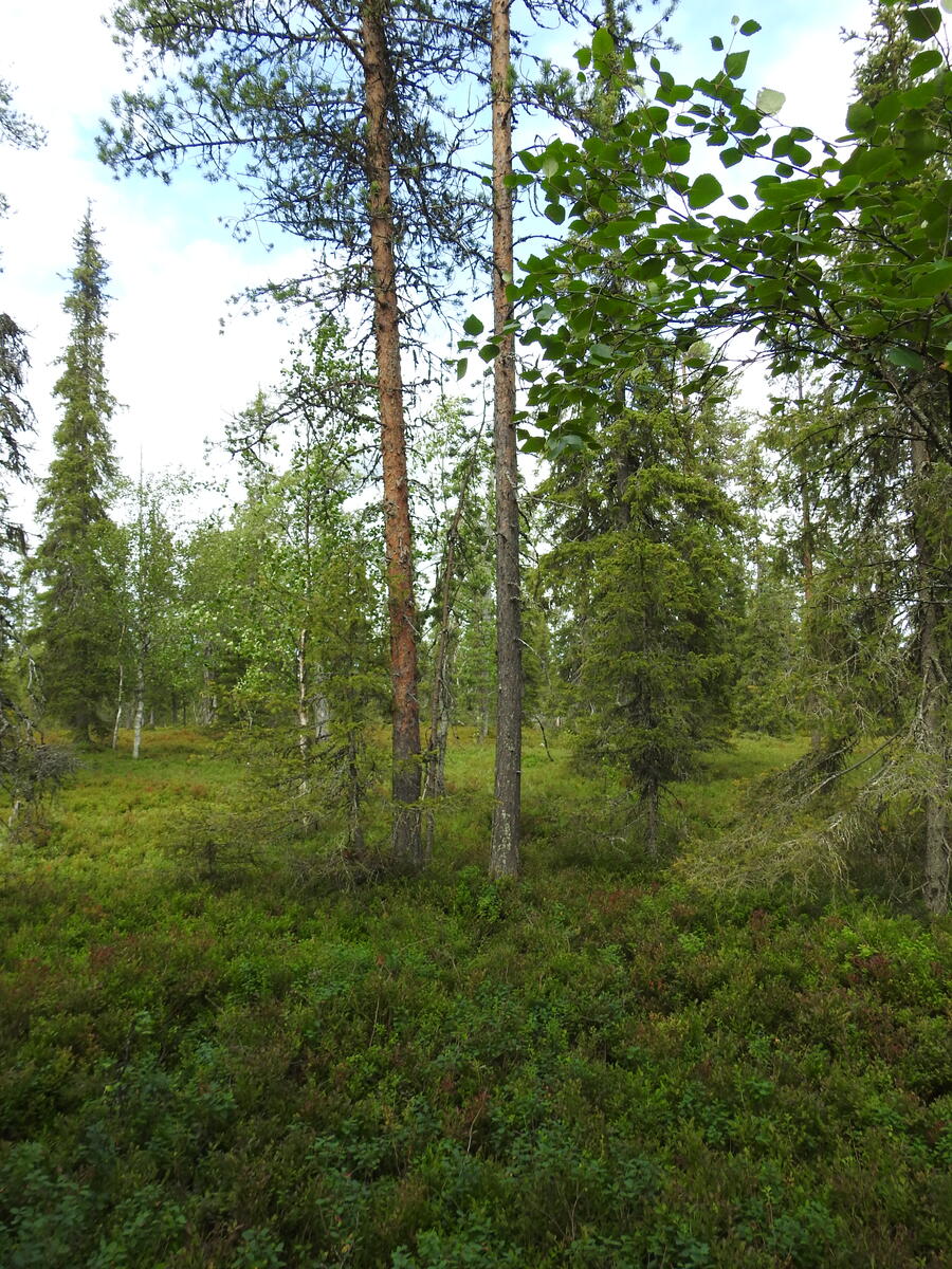 Havupuuvaltaisessa metsässä kasvaa runsaasti mustikanvarpuja.