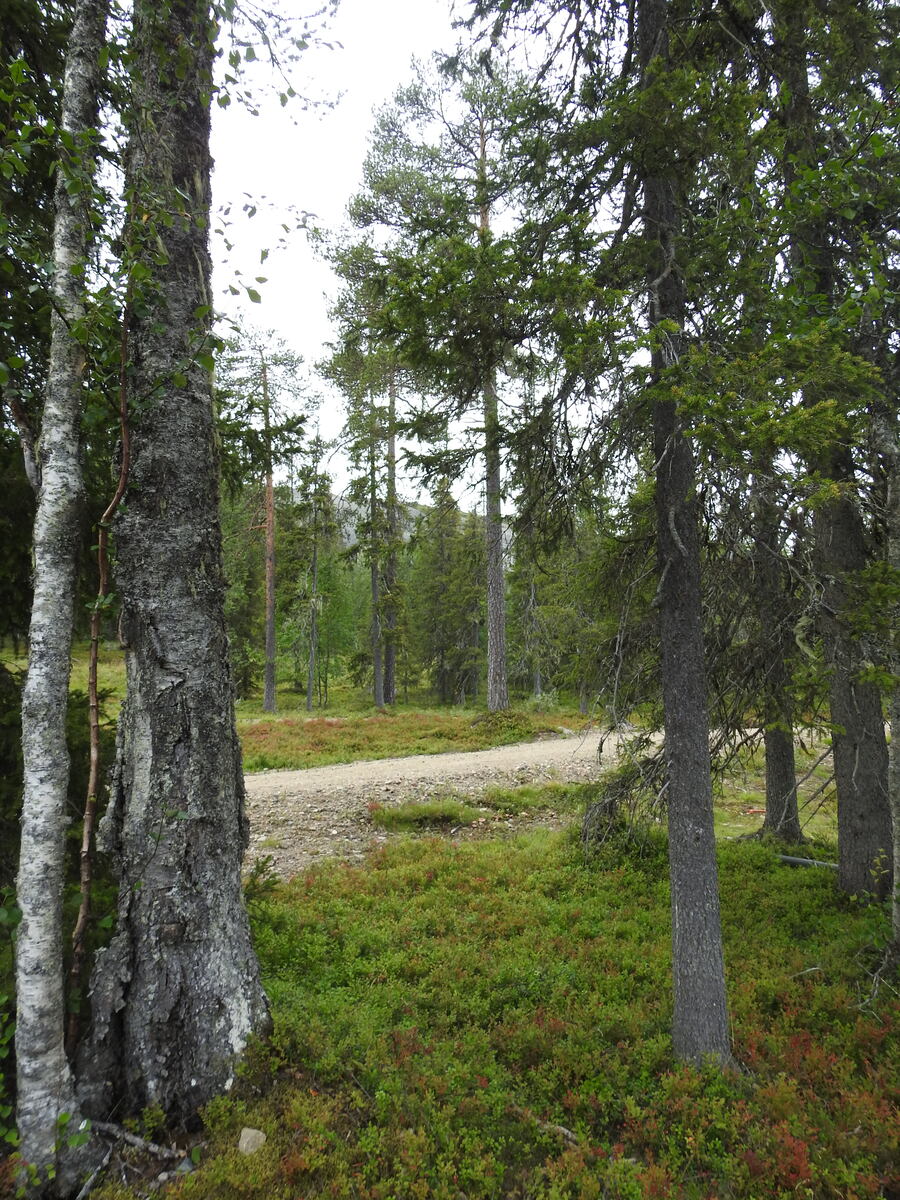 Tie kuvattuna tontilta.