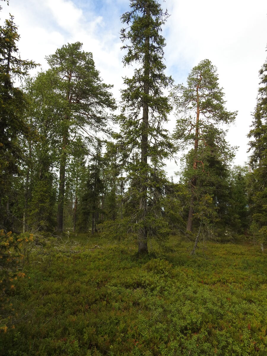 Kuusivaltaisen metsän aluskasvillisuus on pääosin mustikanvarpua.