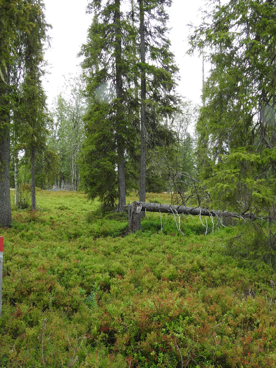 Vehreän kuusivaltaisen metsän kenttäkerroksessa kasvaa mustikanvarpuja. Maassa on kaatunut puu.