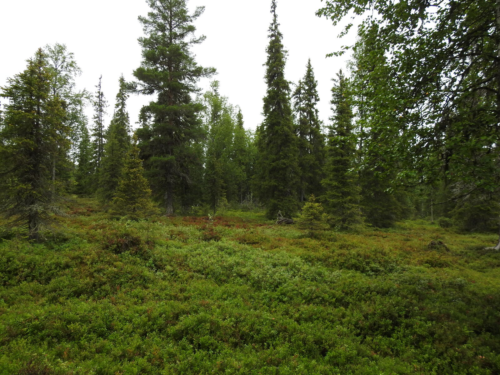 Kuusivaltaista metsää, aluskasvillisuudessa mustikkaa ja sammalta.