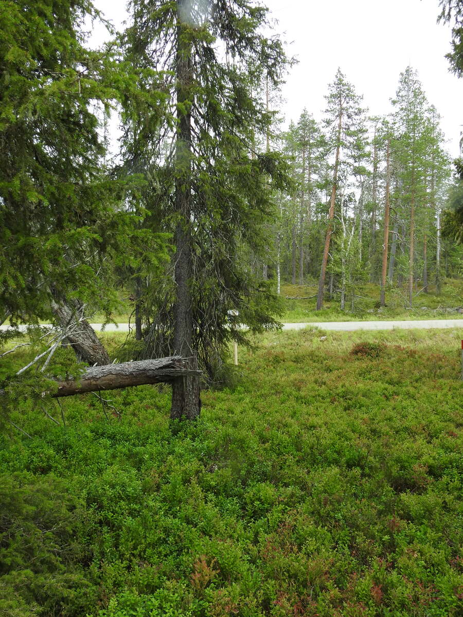 Vehreän kuusivaltaisen metsän kenttäkerroksessa kasvaa mustikanvarpuja. Maassa on kaatunut puu.