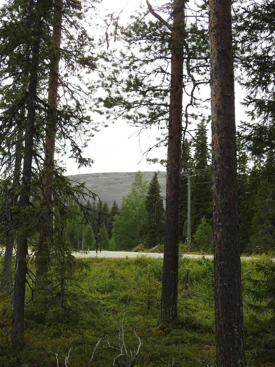 Kuvan etualalla kasvaa puita, keskivaihella on tie ja takana kohoaa tunturi.