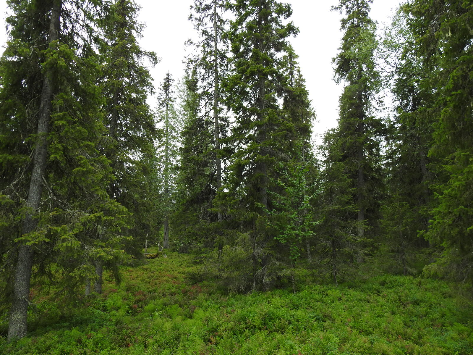 Kesäinen metsä, jossa kasvaa koivuja ja kuusia.