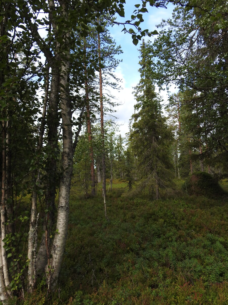 Havupuuvaltaisessa metsässä kasvaa runsaasti mustikanvarpuja.