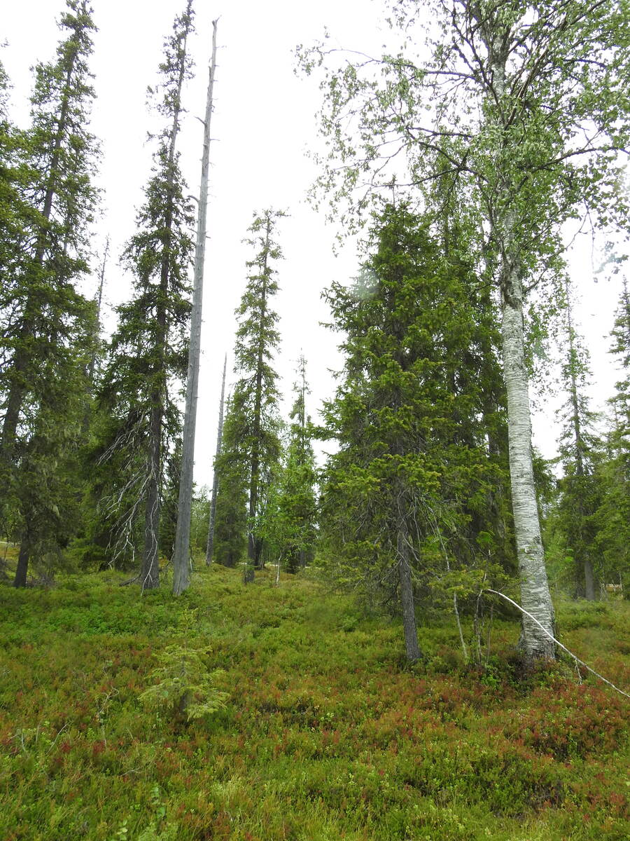 Vehreän kuusivaltaisen metsän oikeassa laidassa kasvaa koivu.