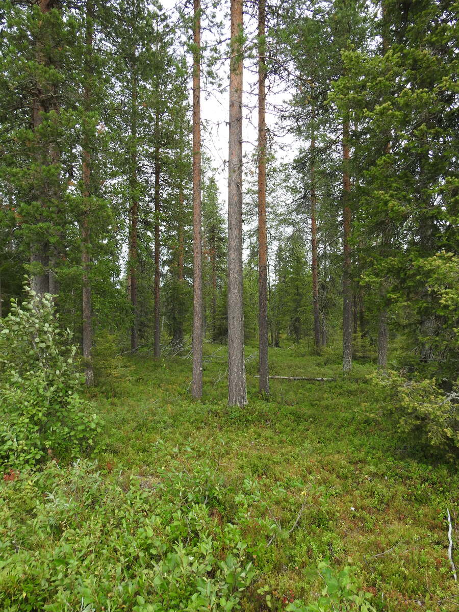 Sekametsässä kasvaa pienpuustoa ja varvikkoa.