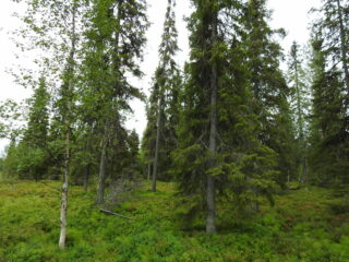 Kesäinen metsä, jossa kasvaa koivuja ja kuusia.