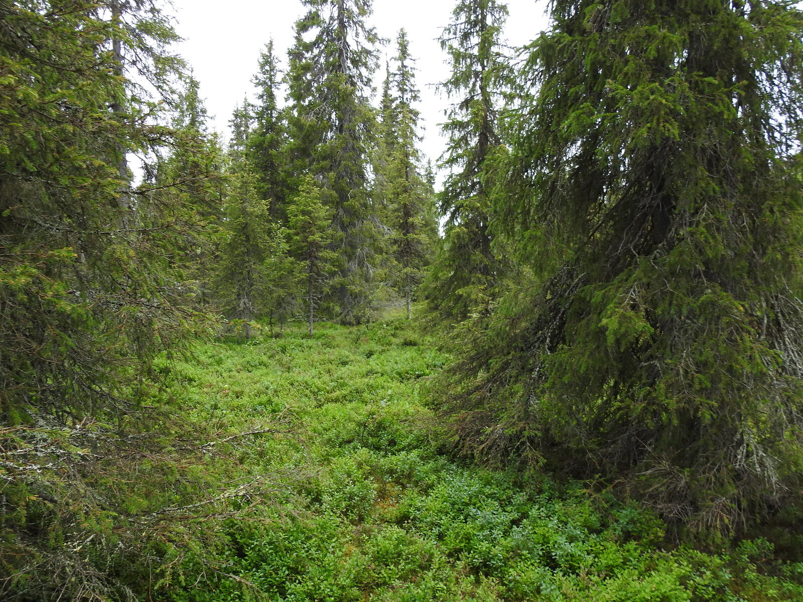 Kuusivaltaista metsää, aluskasvillisuudessa mustikkaa ja sammalta.