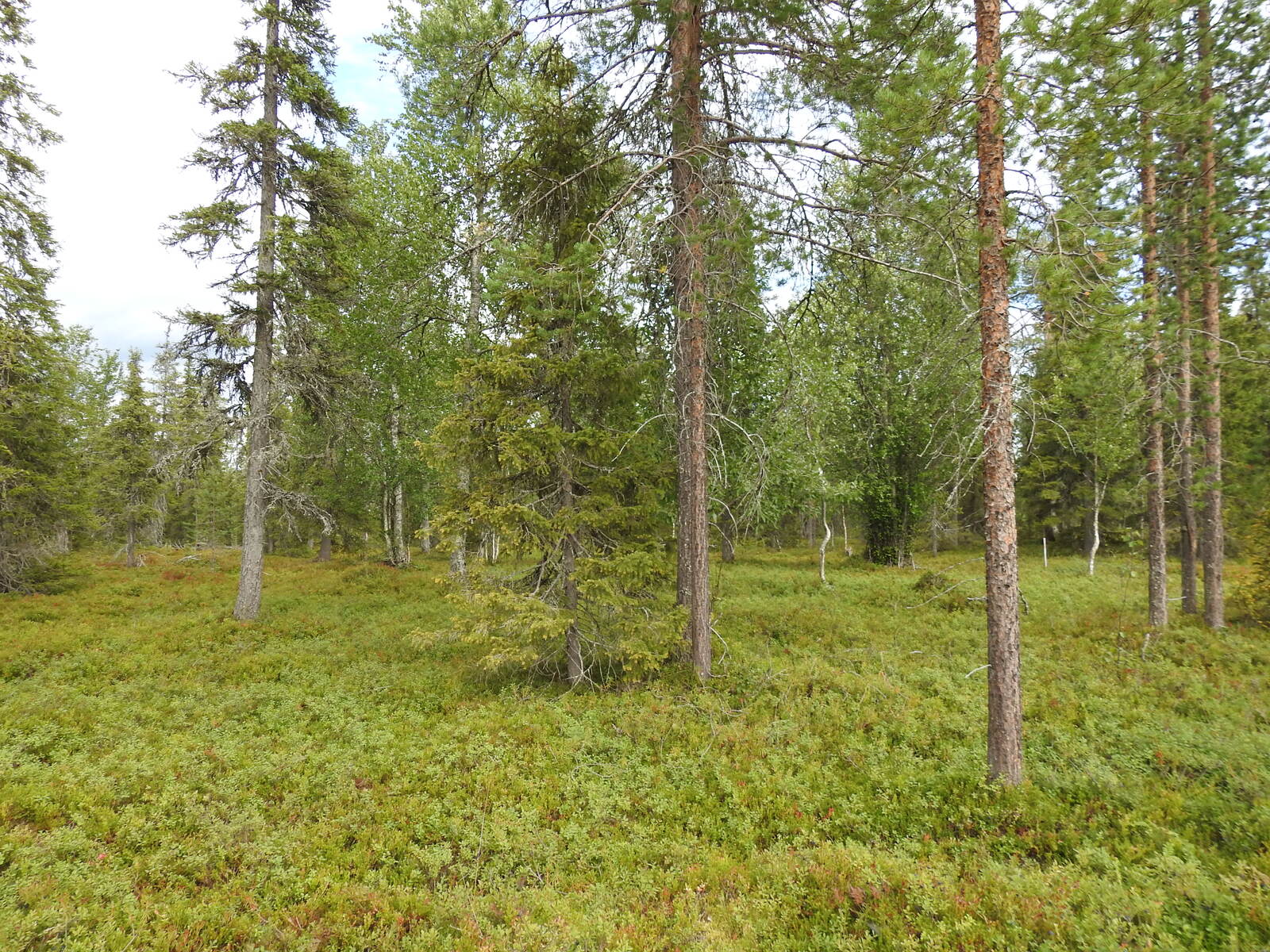 Kuusivaltaisen metsän aluskasvillisuus on pääosin mustikanvarpua.