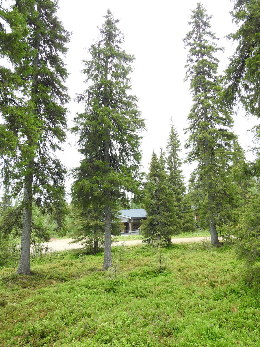 Kuusten takana pilkottaa tie, jonka toisella puolella on hirsimökki.