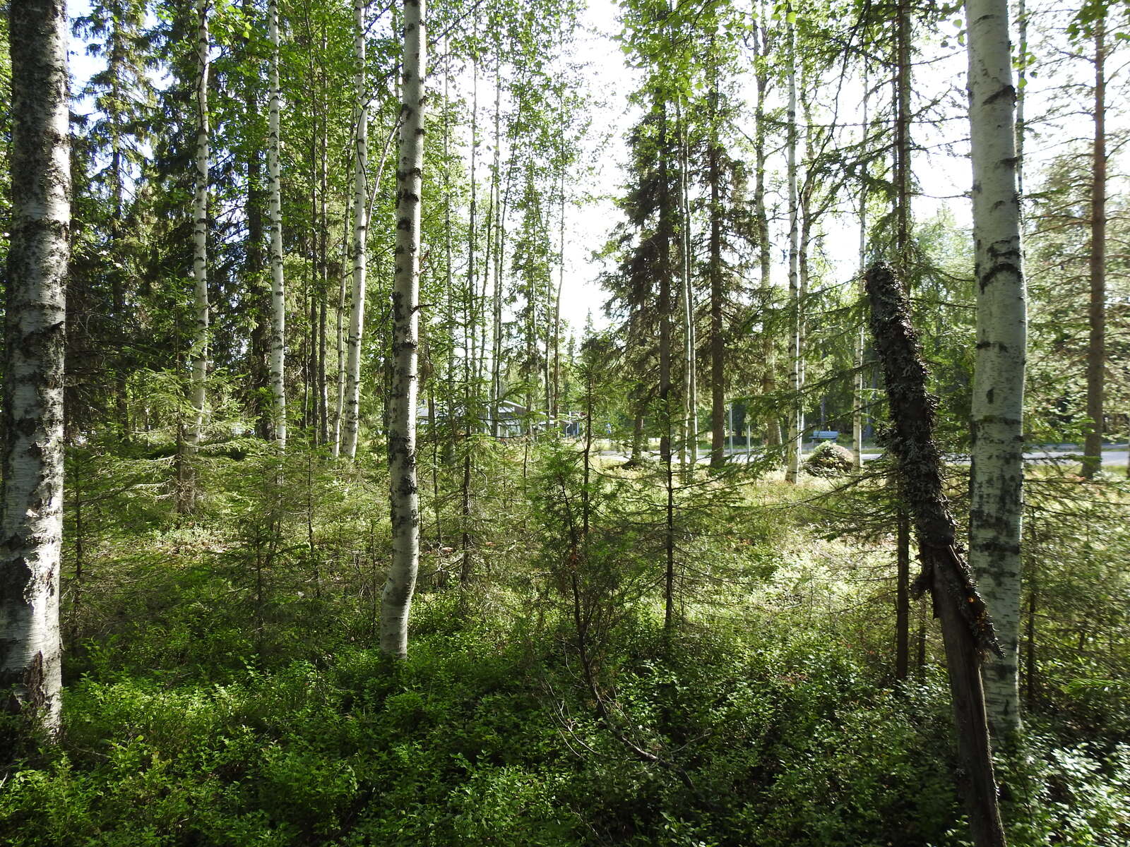 Aurinko paistaa sekametsään.