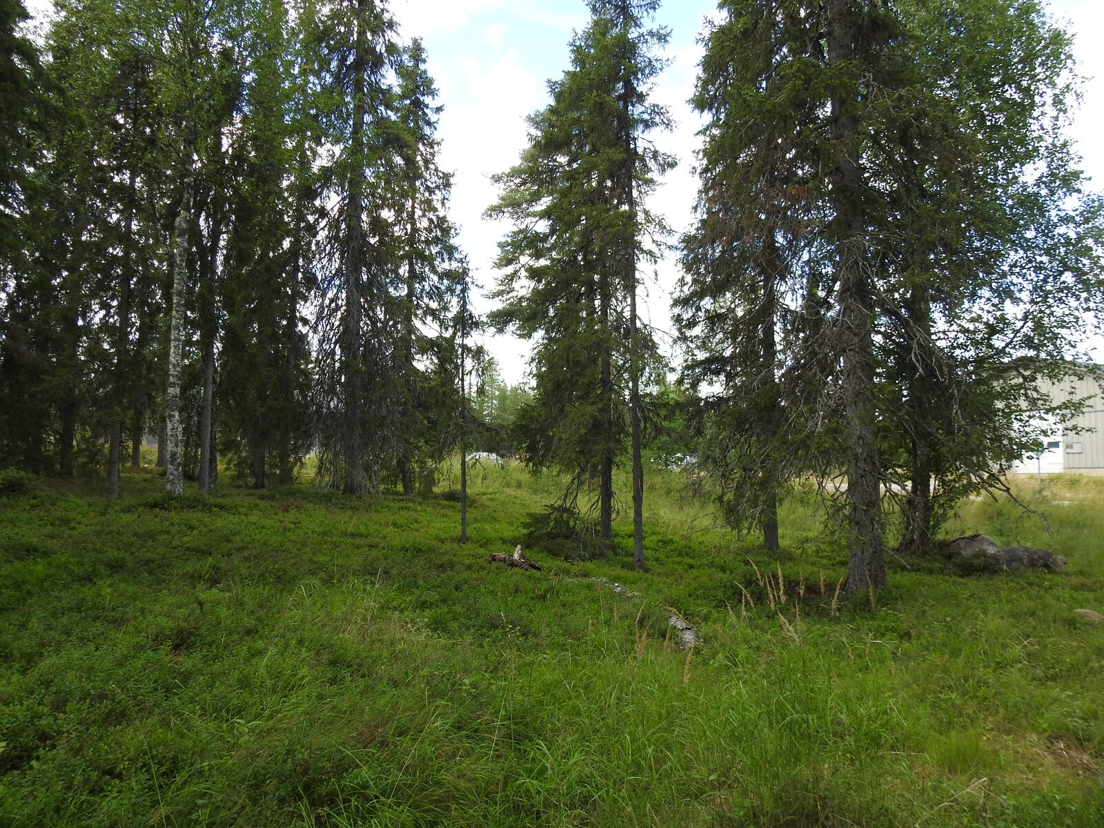 Kuvassa tontilla kasvavaa sekämetsää. Kuvan taka-alalla näkyy rakennus.