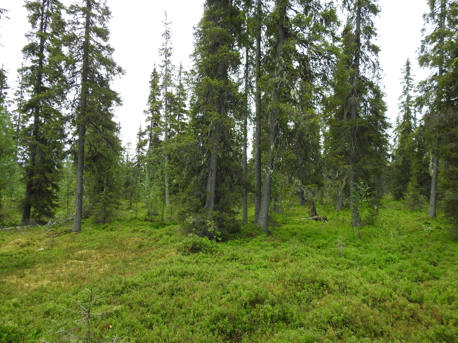 Kesäisessä metsässä kasvaa kuusikkoa. Kuvassa etualalla runsaasti varvikkoa.