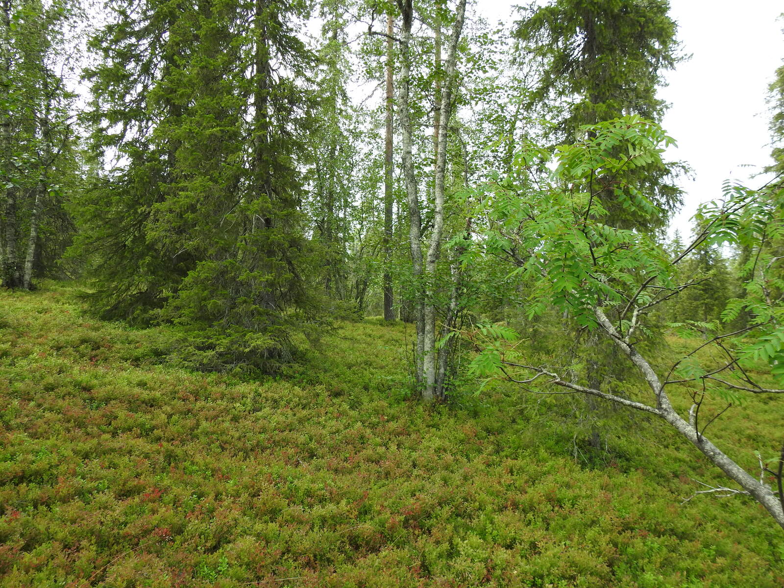 Vehreän sekametsän aluskasvillisuutena on runsaasti mustikkaa.