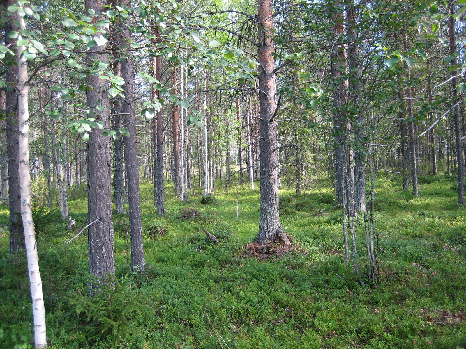 Mäntyvaltaisen metsän aluskasvillisuutena on runsaasti mustikan- ja puolukanvarpuja.