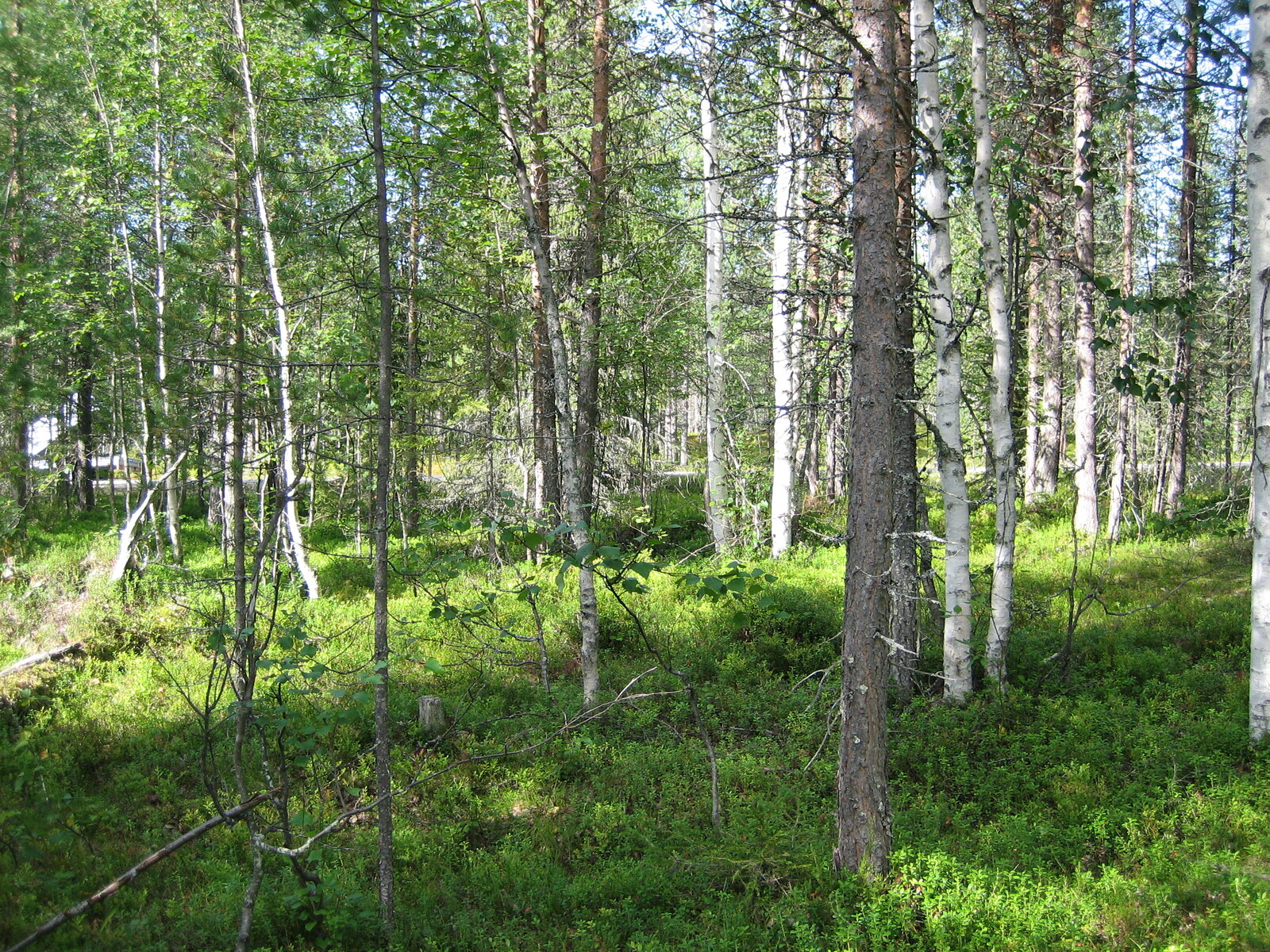 Kesäisessä sekametsässä kasvaa koivuja ja havupuita.