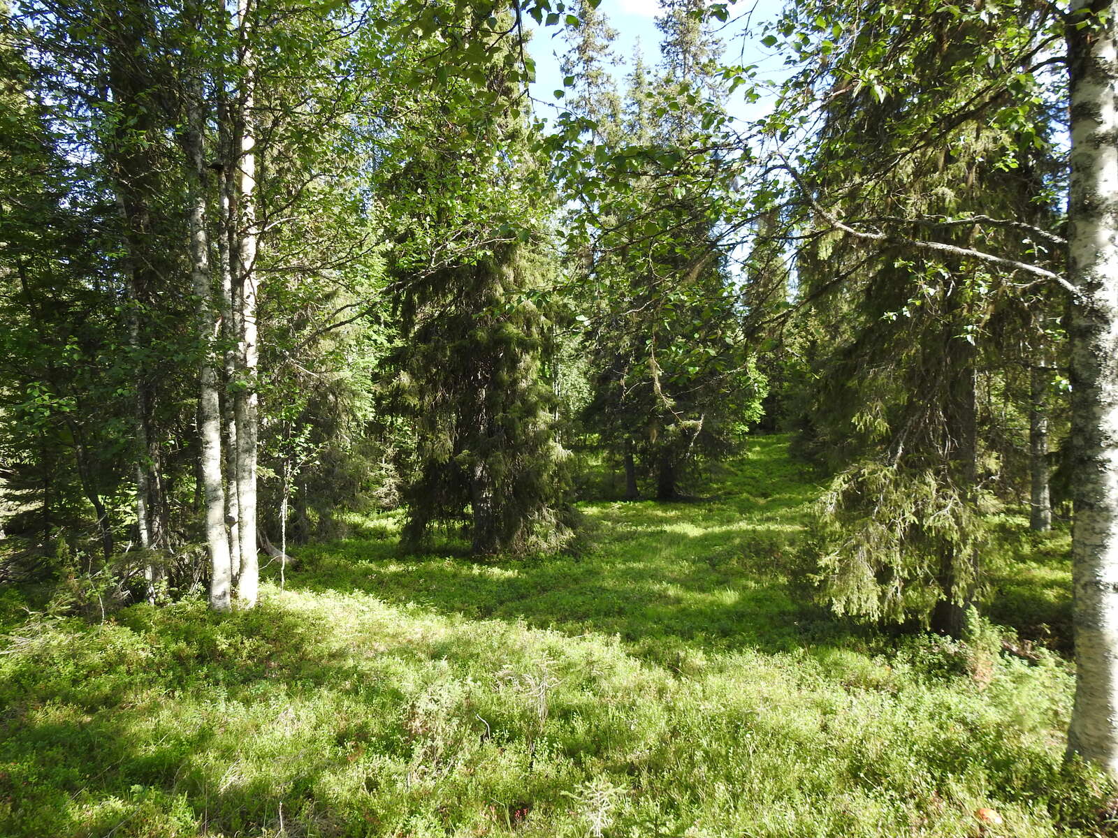 Tontin maapohjassa kasvaa vihreää ja vehreää varvikkoa.