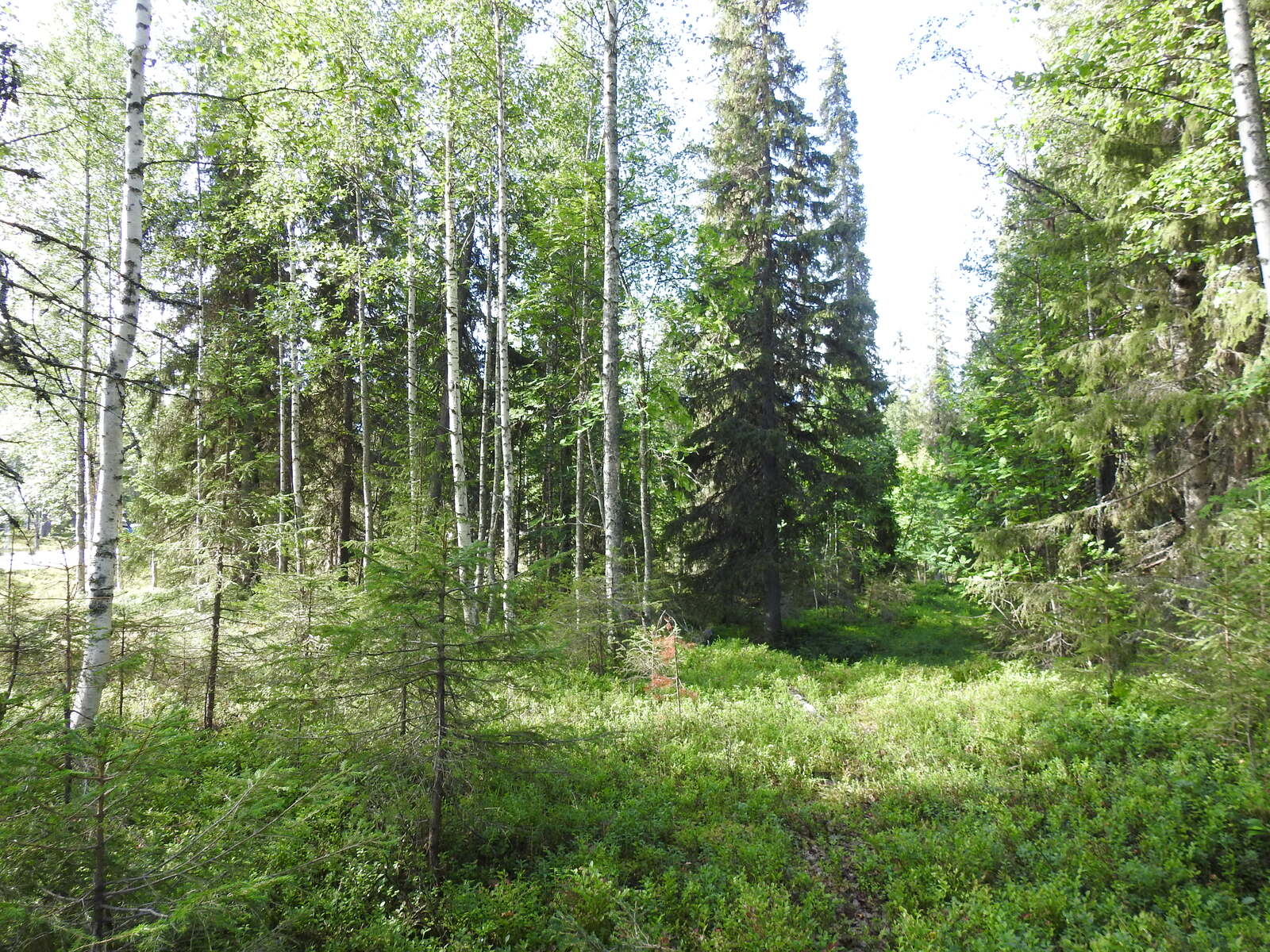 Aurinko paistaa sekametsään.