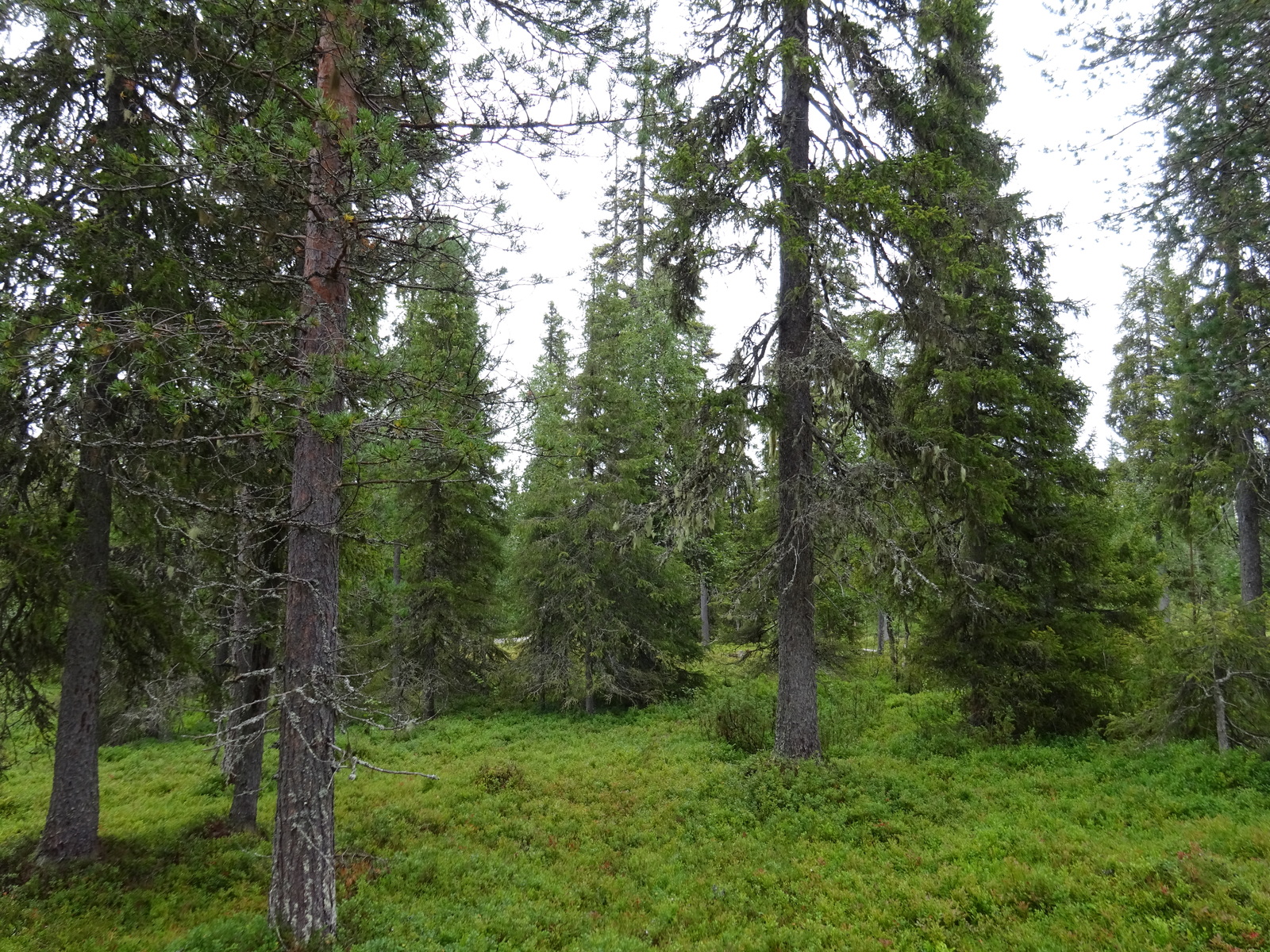 Vehreässä kuusivaltaisessa metsässä kasvaa runsaasti aluskasvillisuutta.