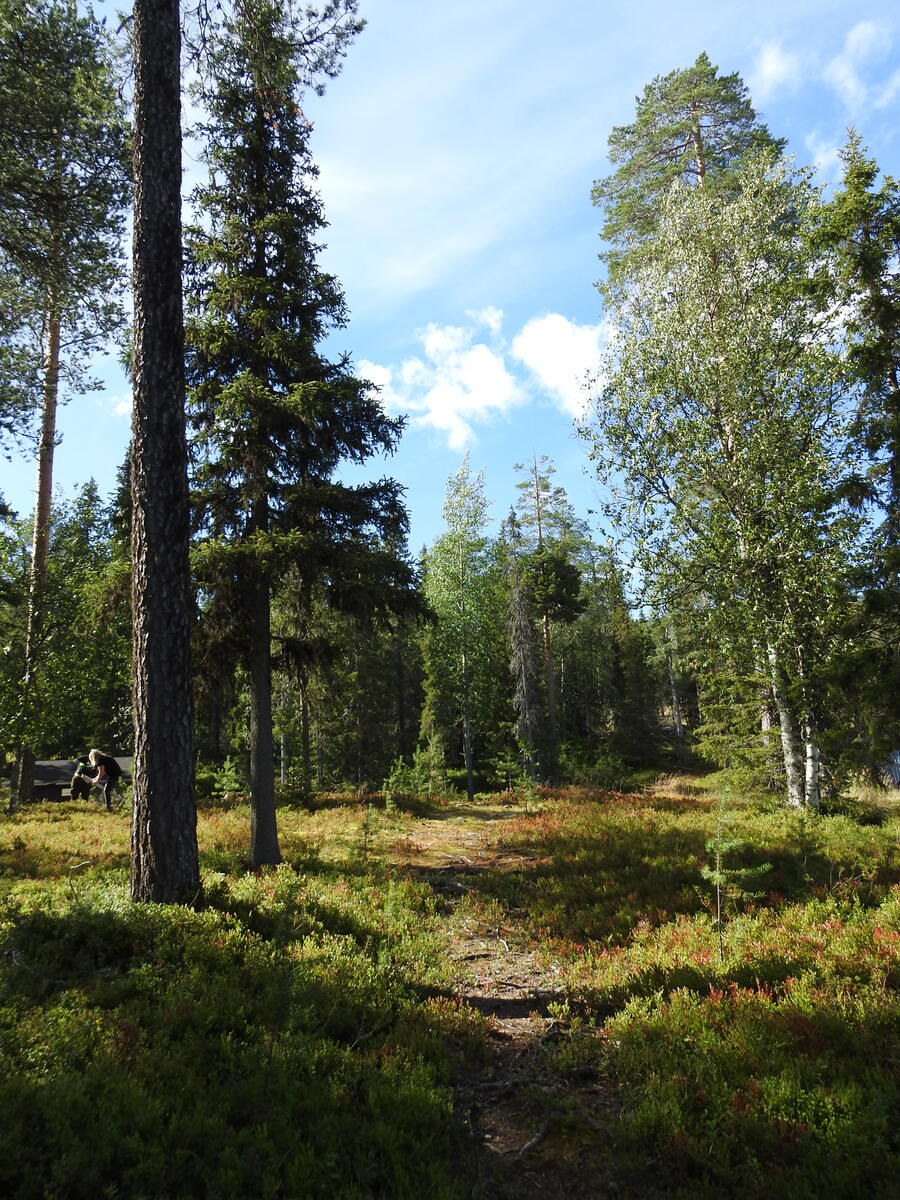 Kuvassa tontille muodostunut polku.