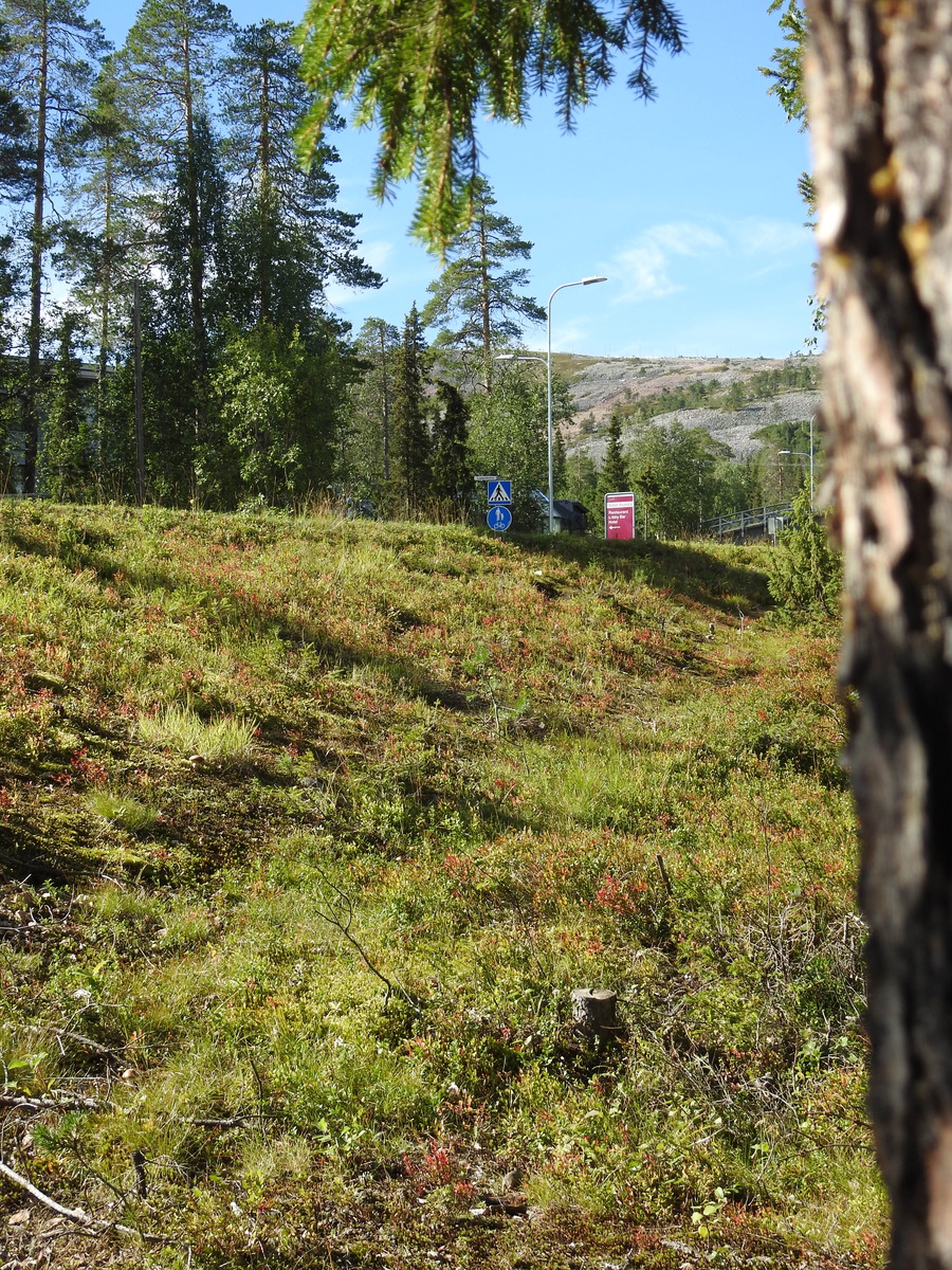 Kuva tontille johtavan tien laidalta, takana näkyy tunturi.