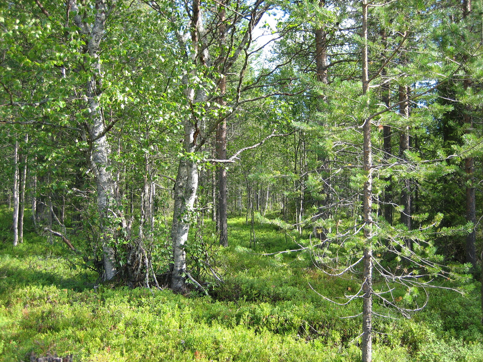 Kesäisessä sekametsässä kasvaa koivuja ja havupuita.