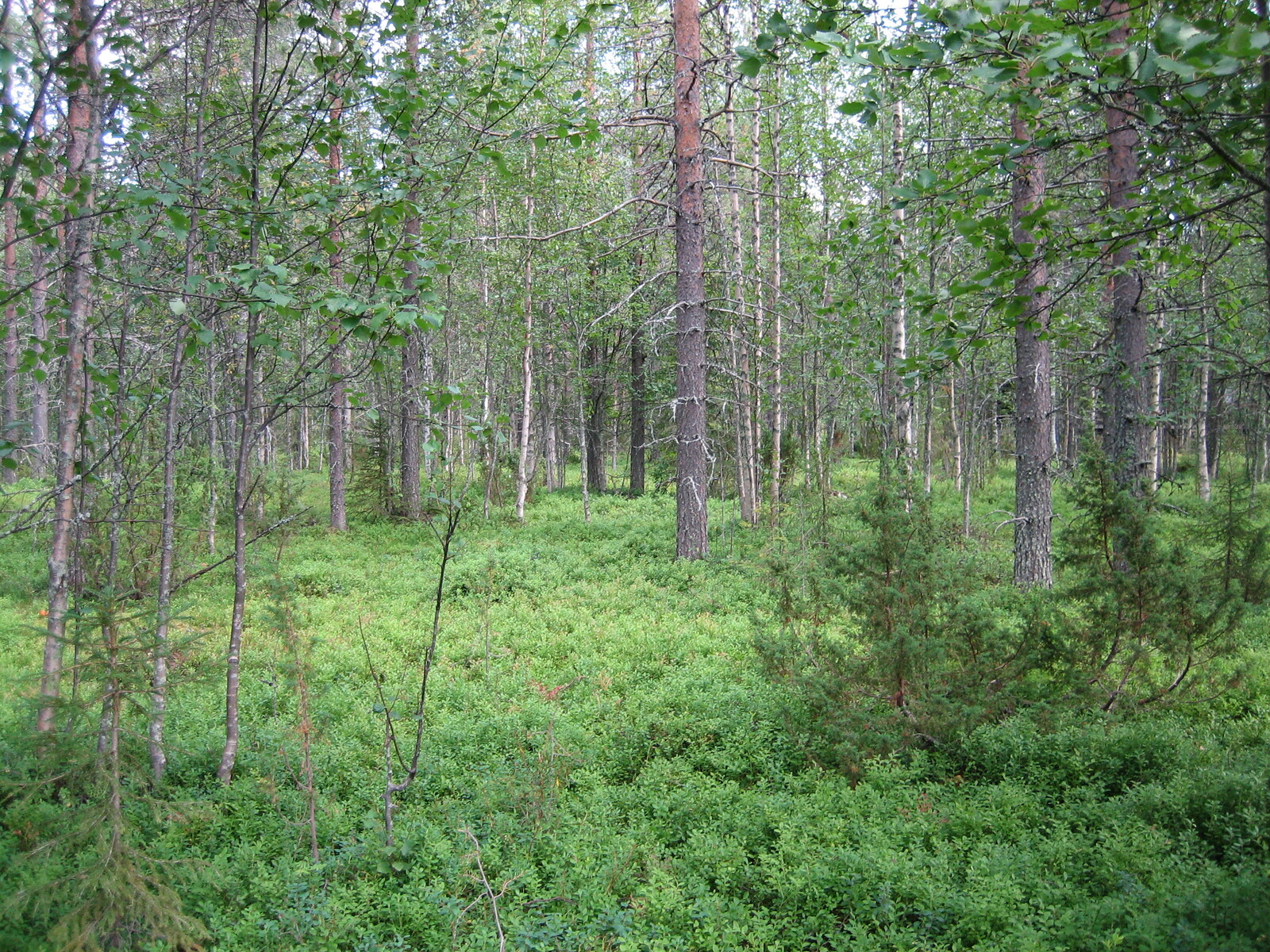 Kesäisessä sekametsässä kasvaa kuusia, mäntyjä, katajia ja koivuja.