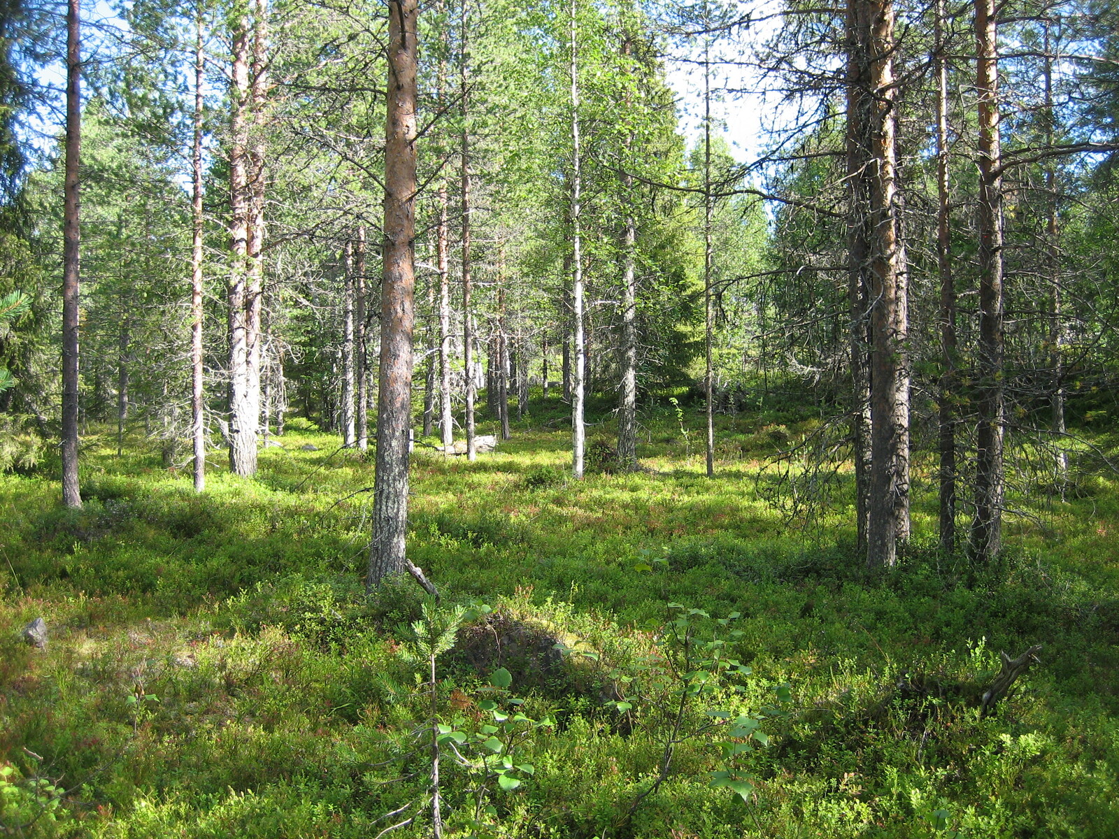 Kesäisessä sekametsässä kasvaa koivuja, kuusia ja mäntyjä. Etualalla mätäs ja vehreää varvikkoa.