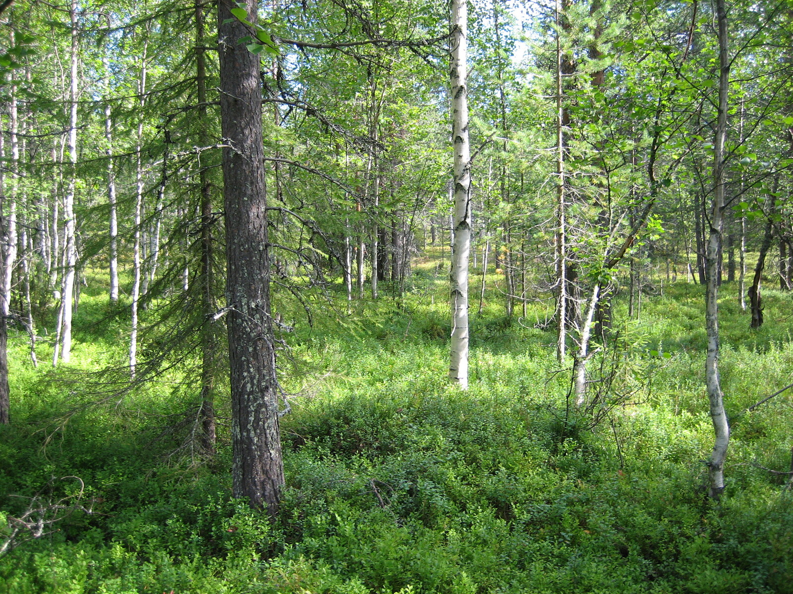 Kesäisessä sekametsässä kasvaa koivuja ja havupuita.